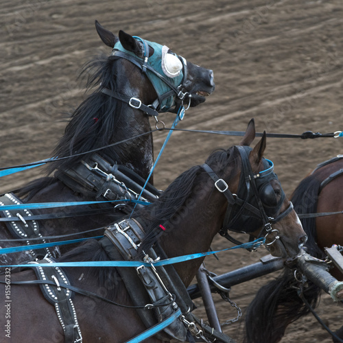 Fototapeta Naklejka Na Ścianę i Meble -  Horses chuckwagon racing at the annual Calgary Stampede, Calgary, Alberta, Canada