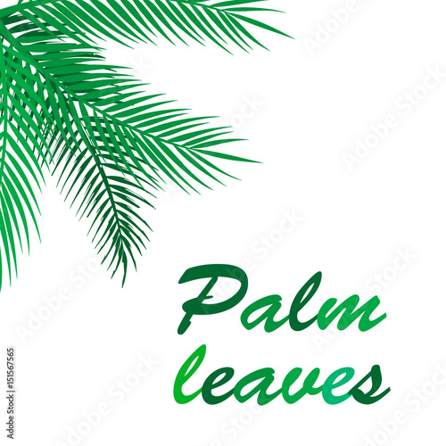 Palm leaves. Frame.