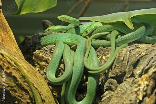 Drei Raue Grasnattern (Opheodrys aestivus) 
 photo