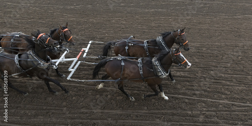Fototapeta Naklejka Na Ścianę i Meble -  Chuckwagon racing at the annual Calgary Stampede, Calgary, Alberta, Canada