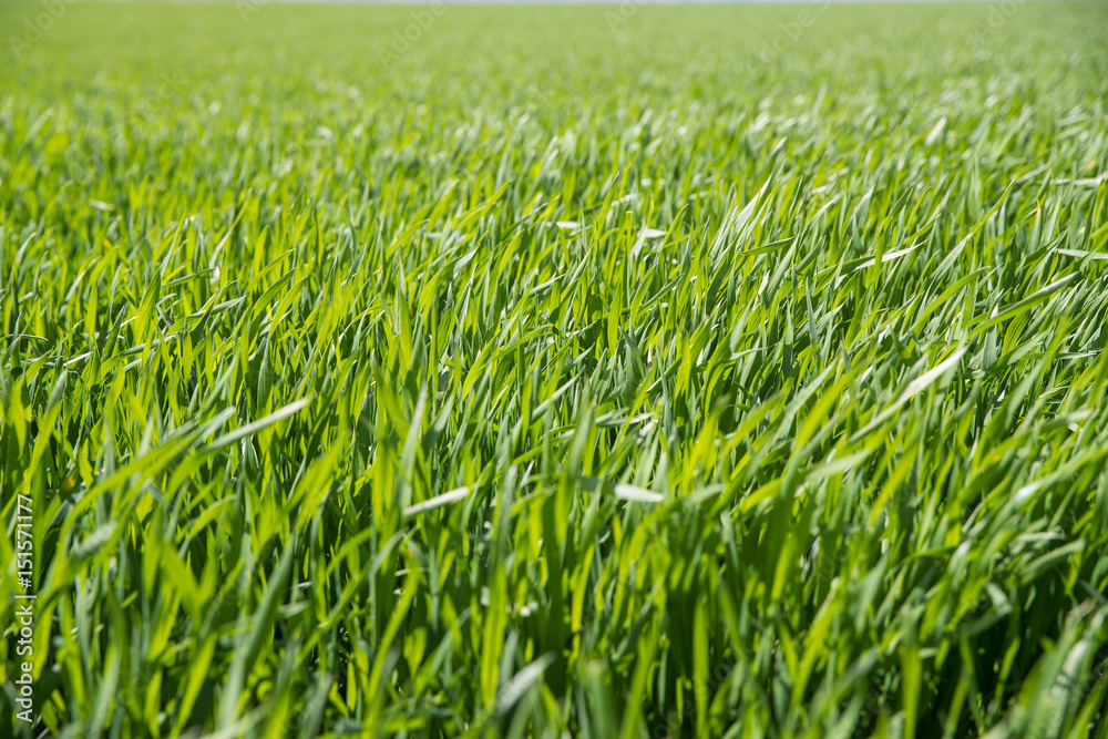 Green Grass Green Grass