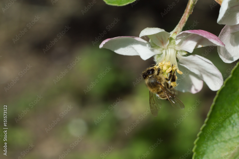 bee and apple blossom