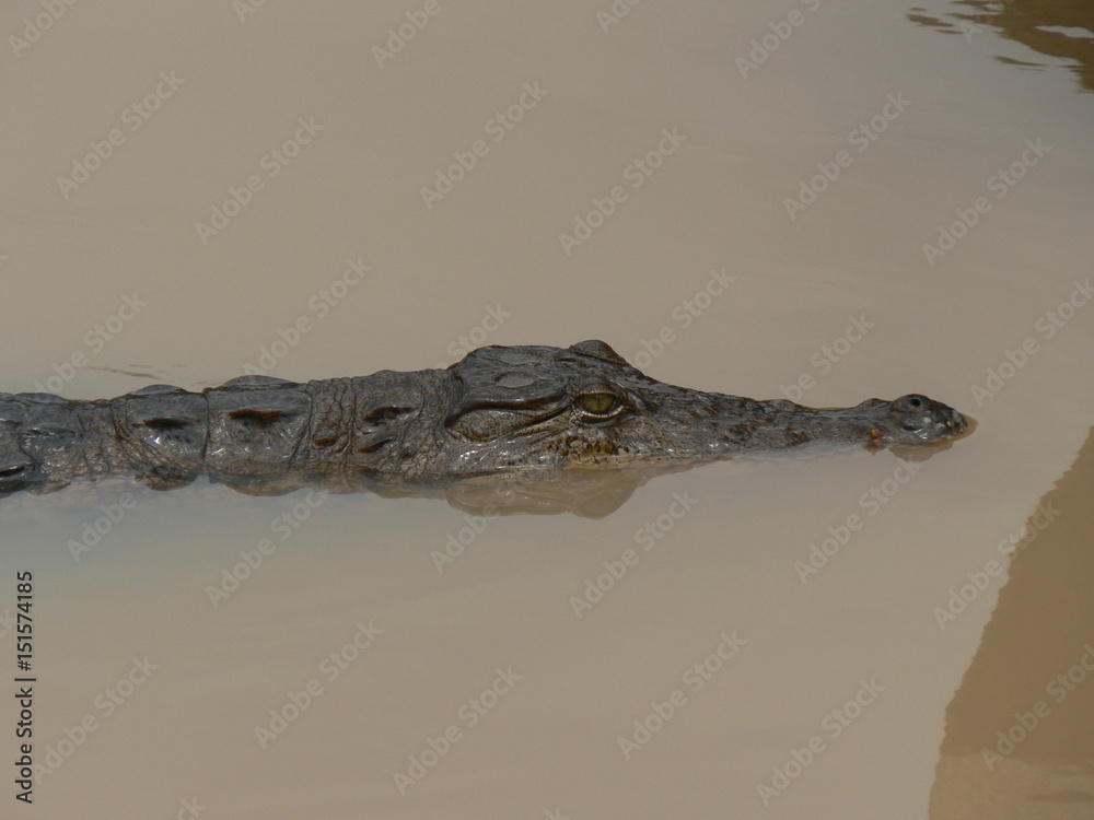 Fototapeta premium Im Dschungel von 'Ghana / Afrika - Krokodil