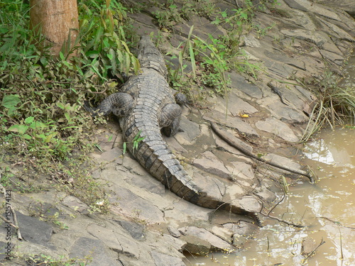 Im Dschungel von Ghana   Afrika - Krokodil