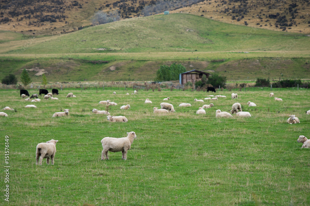 Flock of Sheep, New Zealand	