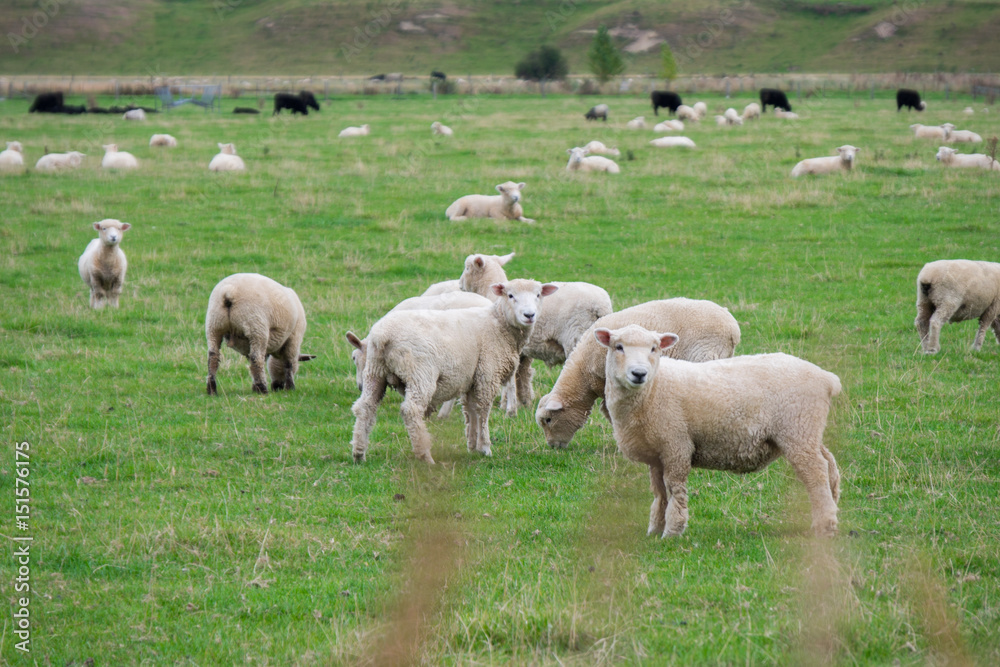 Flock of Sheep, New Zealand	