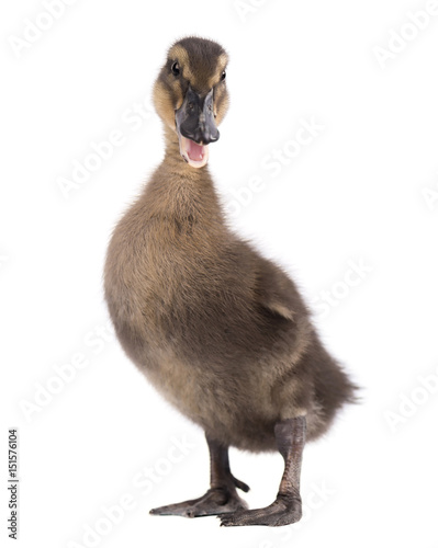 Cute duckling isolated on white background