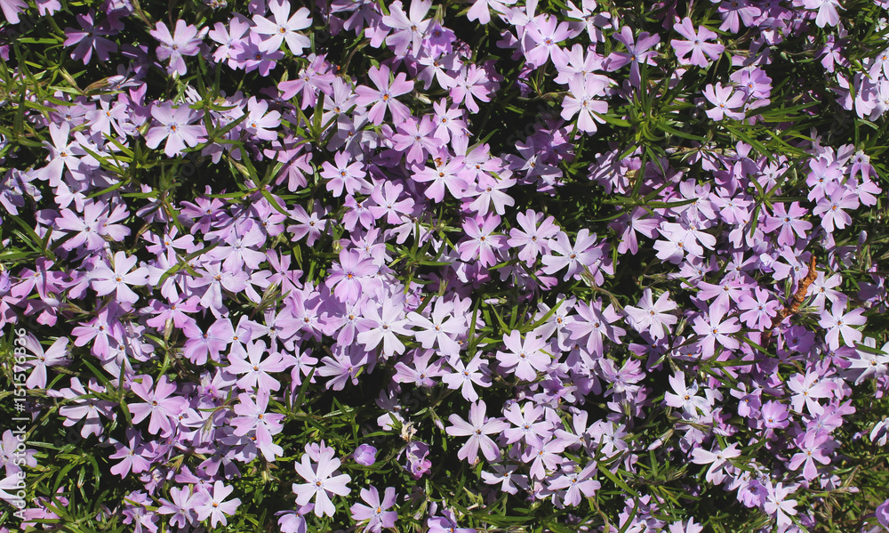 Naklejka premium Macro image of spring purple flowers violet, abstract soft floral background. Many cute flowers in the form of a background. Wildflowers. Violet texture