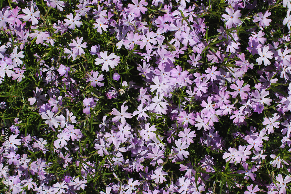 Macro image of spring purple flowers violet, abstract soft floral background. Many cute flowers in the form of a background. Wildflowers. Violet texture