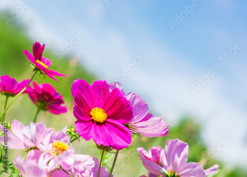 Fresh Smmer field and sky with pink fresh cosmos flowers