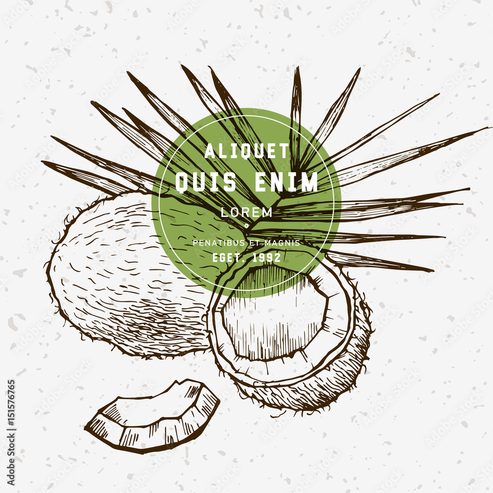 Obraz premium Hand drawn coconut