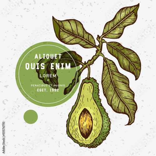 Vector hand drawn avocado