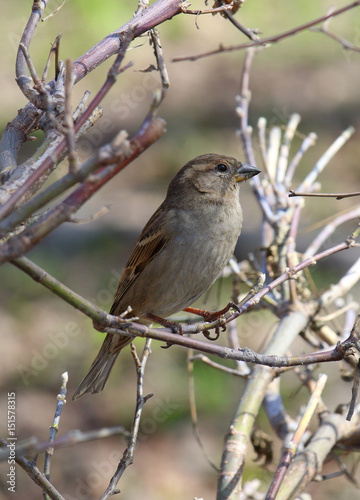 Female house Sparrow in the early spring