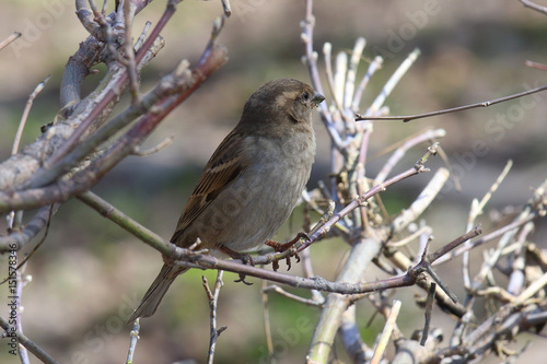 Passer domesticus. Female house Sparrow in the early spring