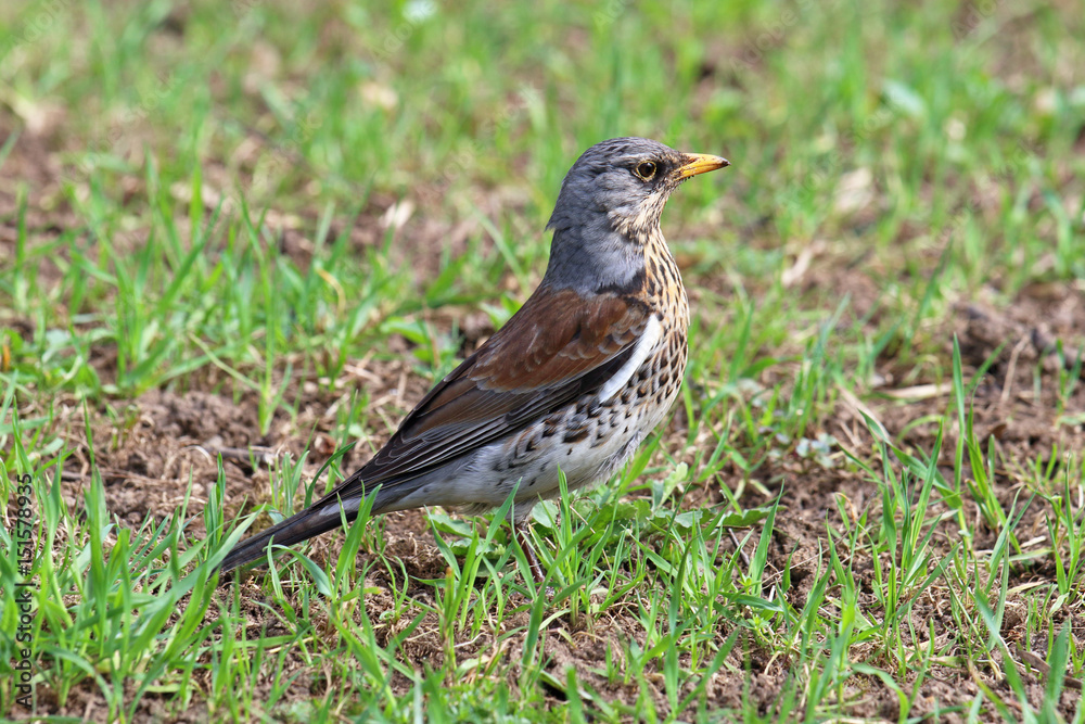 Turdus pilaris. Thrush the Fieldfare closeup Turdus pilaris. Thrush the Fieldfare closeup