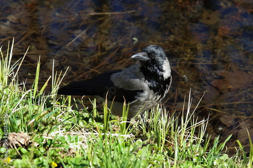 Corvus cornix. The hooded crow is closely watching