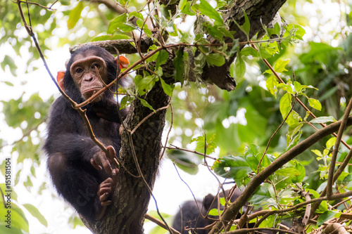 Fotografering YOUNG CHIMP IN MAHALE'S JUNGLE