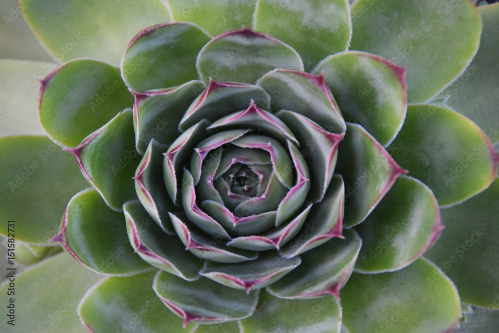 Beautiful houseleeks, empervivum flower Beautiful houseleeks, empervivum flower