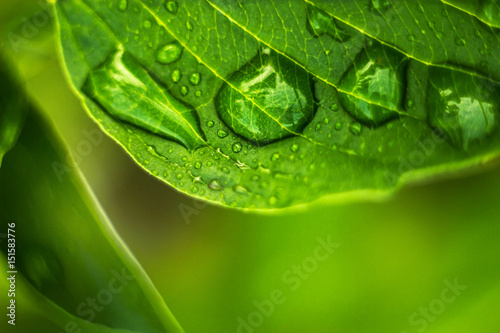 Green leaves after rain.Drops
