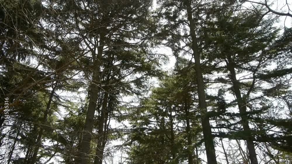 Pine trees crown sway in wind,metasequoia,Jungle,forest.exercise,leisure,oriental,sport,people. Pine trees crown sway in wind,metasequoia,Jungle,forest.exercise,leisure,oriental,sport,people.
