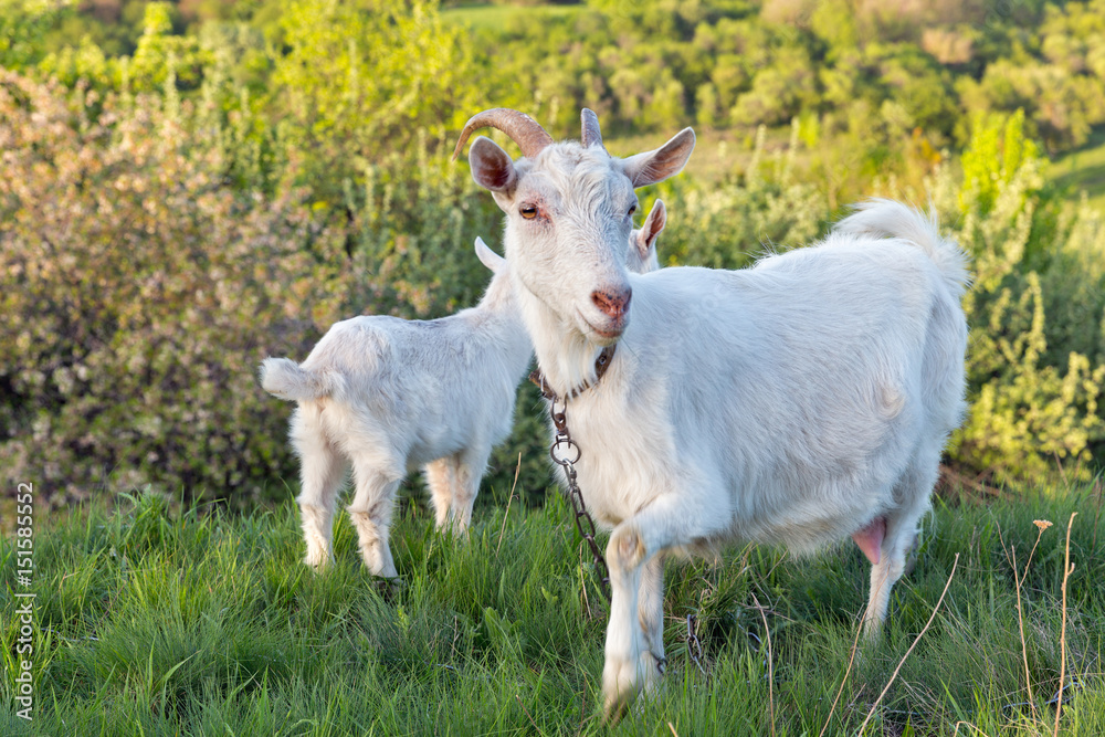 Family of domestic goats in a pasture spring orchard