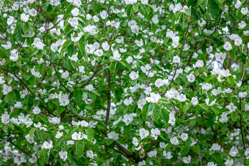 les nombreuses fleurs d'un cognassier blanc du Japon