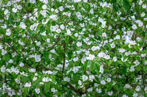 Fotografija les nombreuses fleurs d'un cognassier blanc du Japon