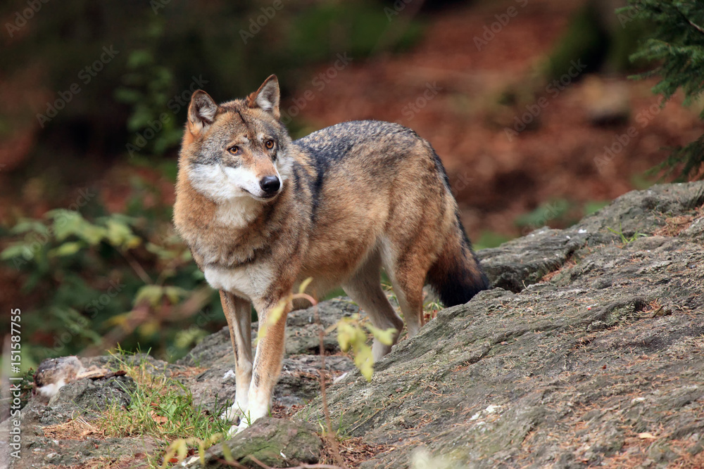 The gray wolf or grey wolf (Canis lupus) on the rock