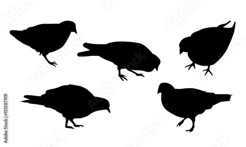 Foto Set of realistic illustrations of silhouette walking and pecking pigeon, isolate