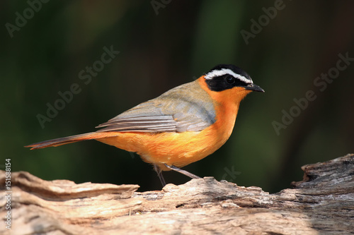 The white-browed robin-chat (Cossypha heuglini), sitting on the branch photo