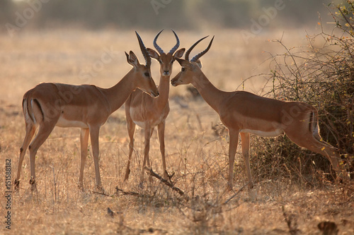 The impala (Aepyceros melampus), three males during debate