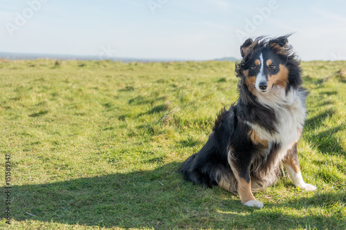 Fototapeta Naklejka Na Ścianę i Meble -  Sheltie in the wind