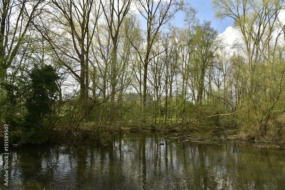 Obraz premium Les marécages de la Woluwe au parc Malou dans l'ombre