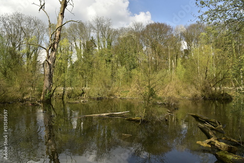 Bois pourris dans les marécages de la Woluwe au parc Malou photo