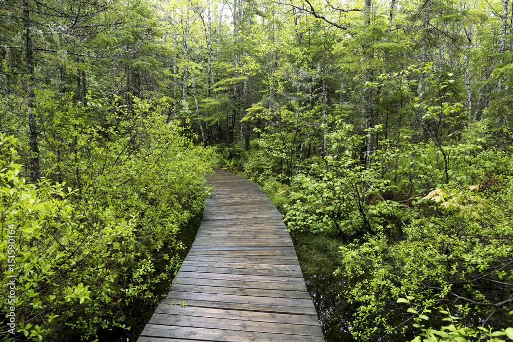 Obraz premium Boardwalk in the forest, New Brunswick, Canada