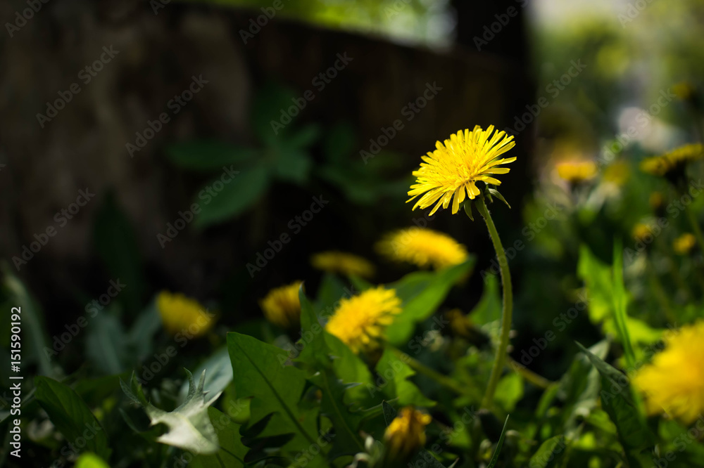 Yellow dandelions close-up. Spring sunny background, wallpapers. Yellow dandelions close-up. Spring sunny background, wallpapers.