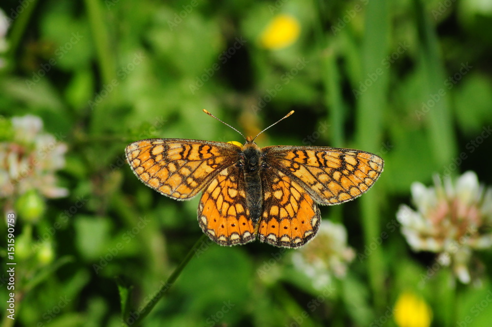 Obraz premium Fire butterfly