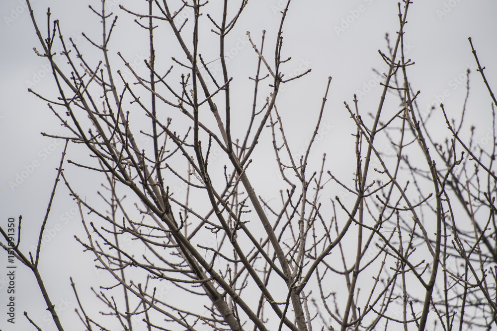 Branche_printemps Branche_printemps