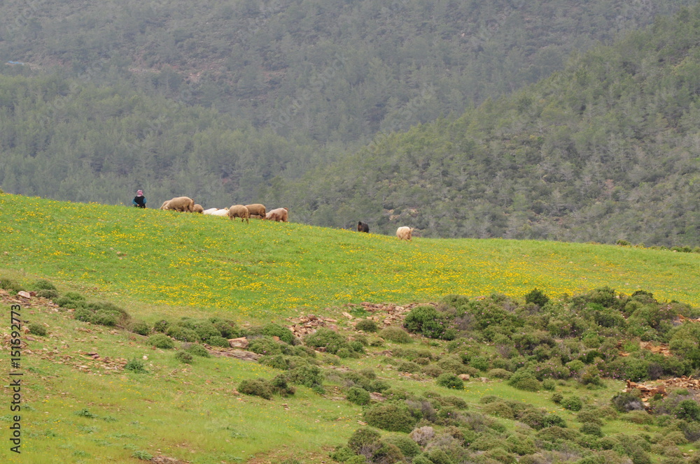 Turkish landscape