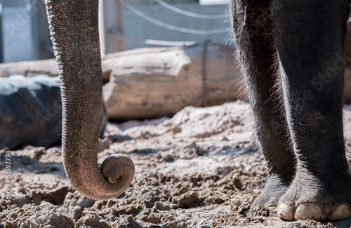 Rüssel und Beine eines asiatischen Elefants photo