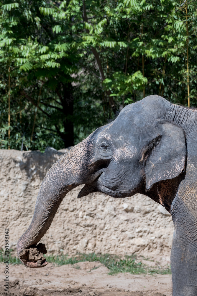Fototapeta premium Asiatischer Elefant