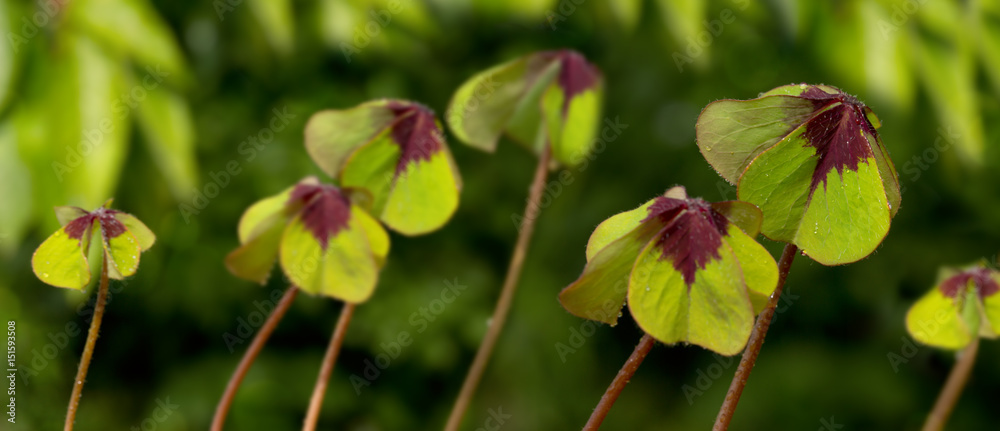 Four leaves clover isolated on green background. Four leaves clover isolated on green background.