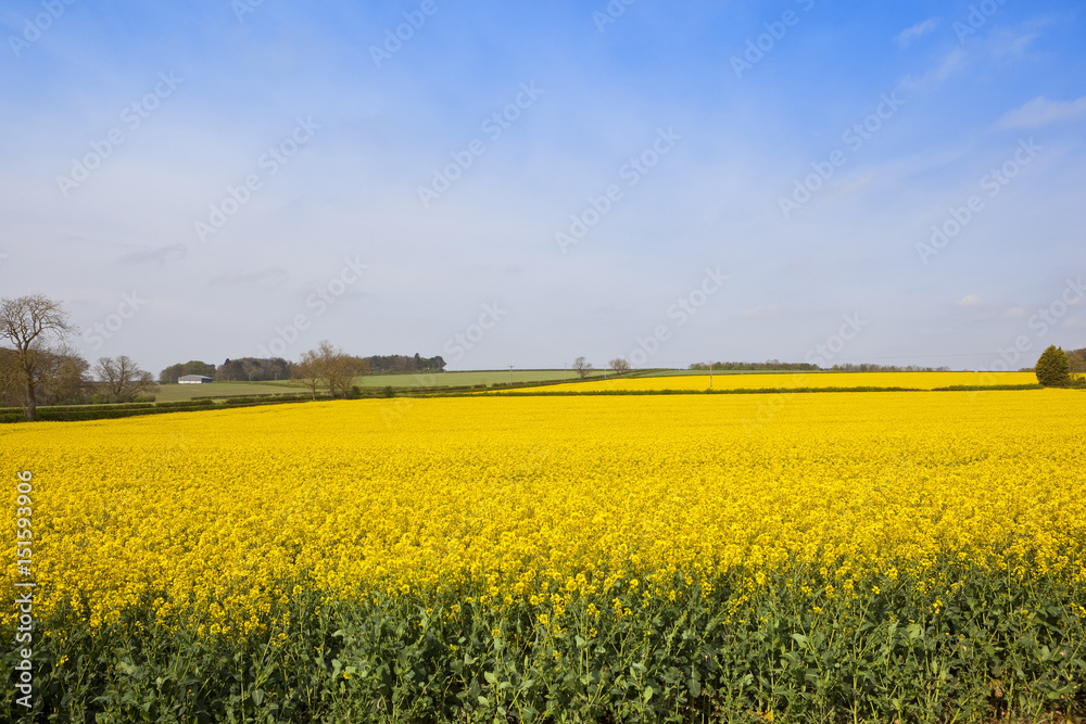 yellow oilseed rape crop