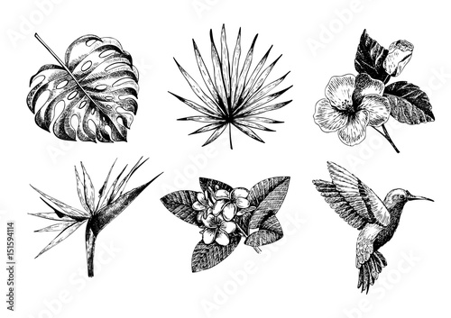 Vecotr hand drawn tropical plant icons. Exotic engraved leaves and flowers. Monstera, livistona palm leaves, bird of paradise, plumeria, hibiscus, hummingbird.