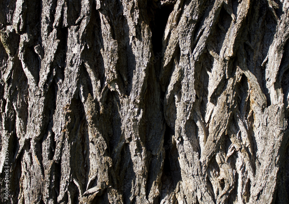 Measles texture old pine which was made by resin Measles texture old pine which was made by resin