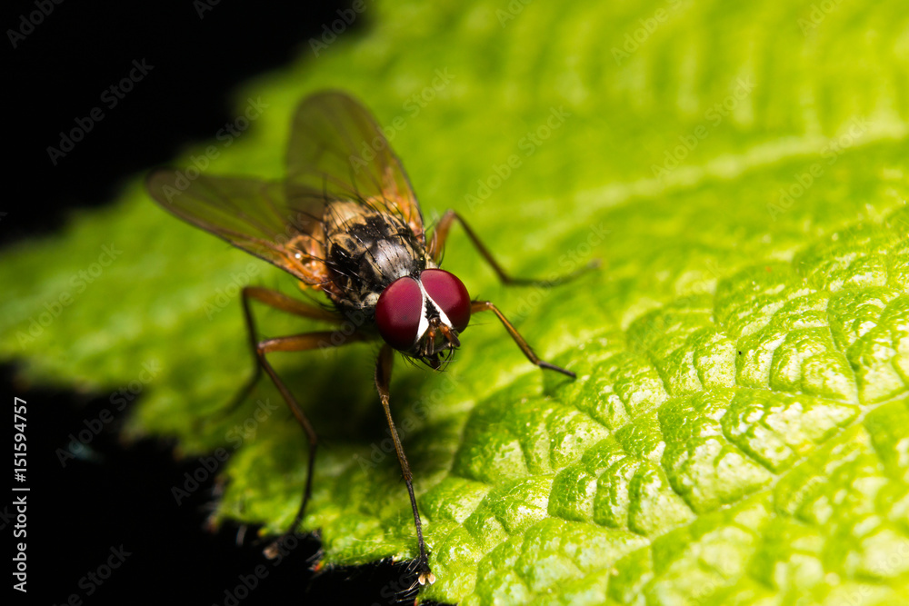 Fly on Leak Fly on Leak