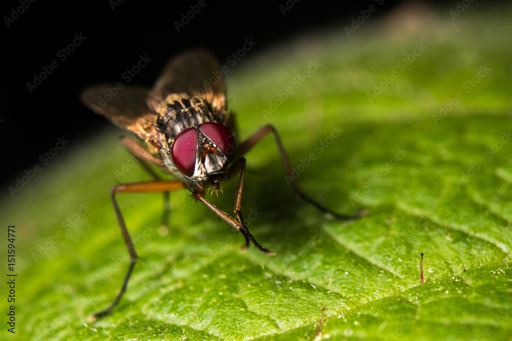 Fototapeta premium Fly on Leak