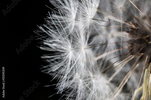 Dandelion Seeds