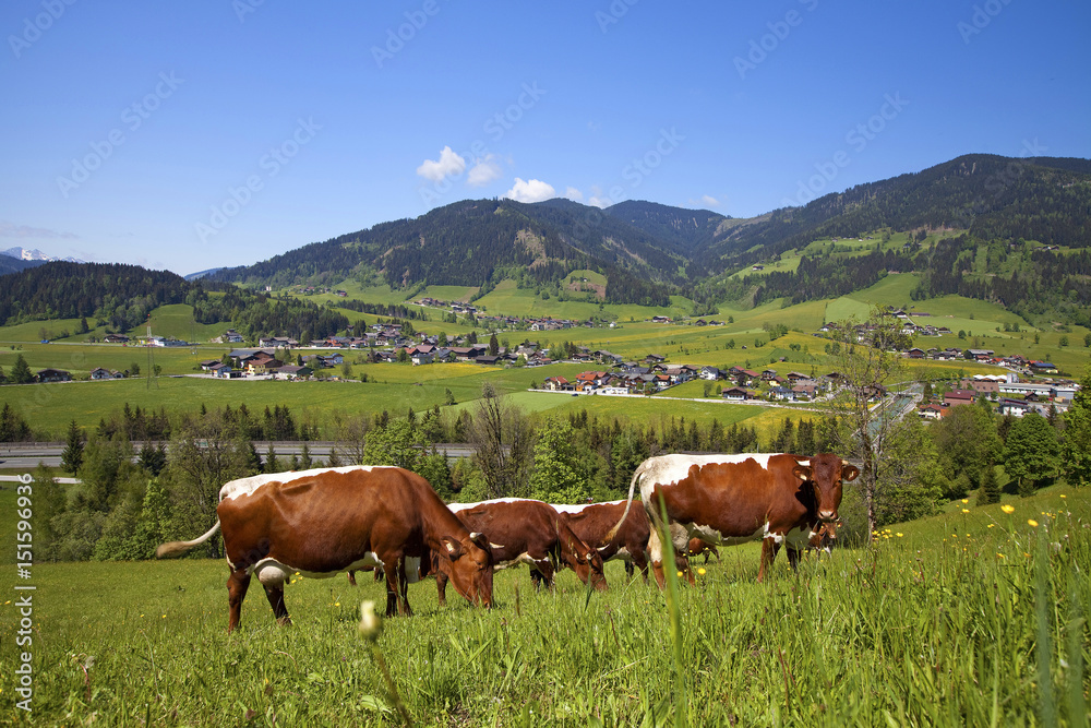 Kühe auf der Frühlingswiese Kühe auf der Frühlingswiese
