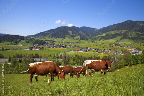 Kühe auf der Frühlingswiese